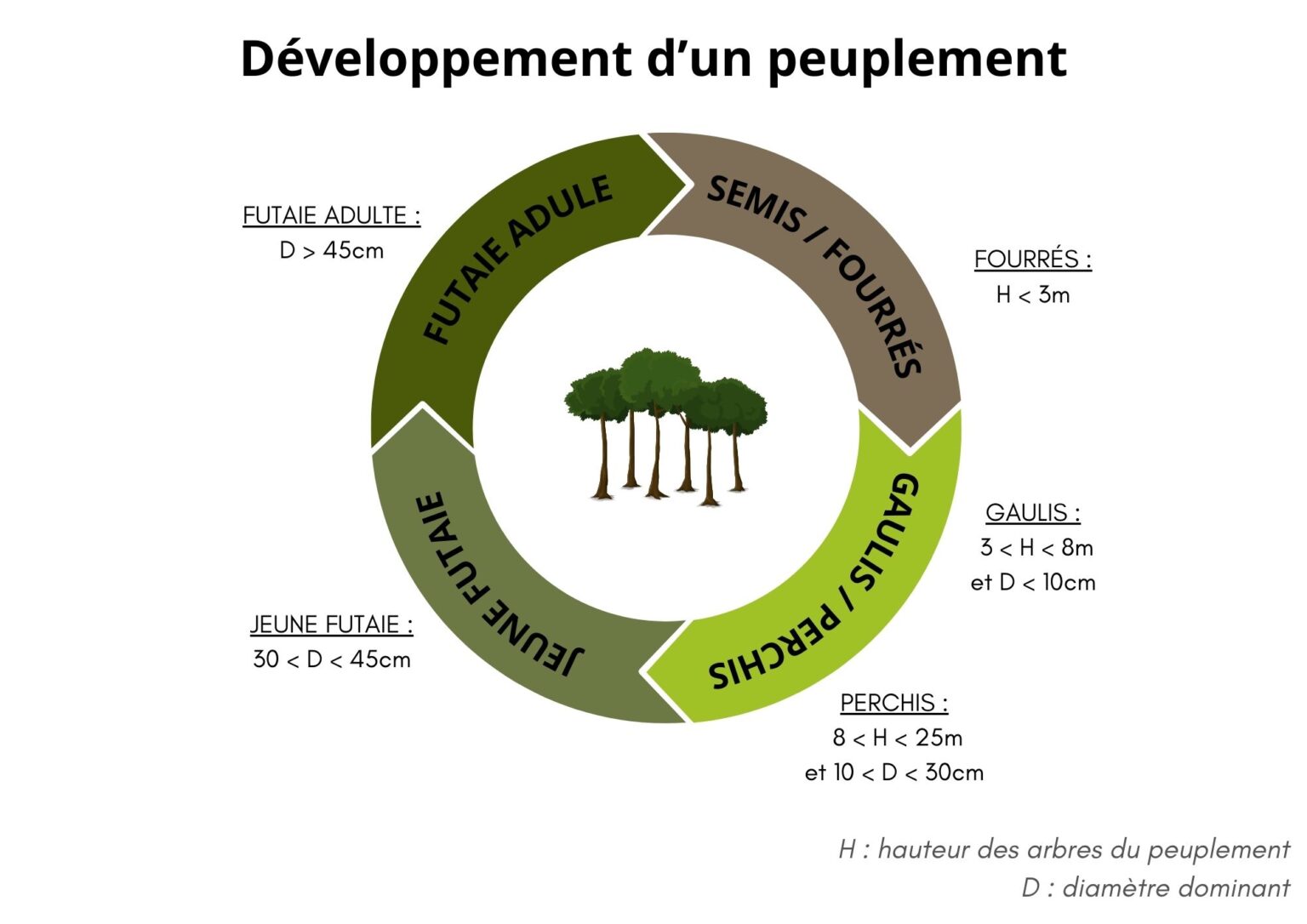 Entretenir sa forêt pour optimiser la production de bois : les travaux